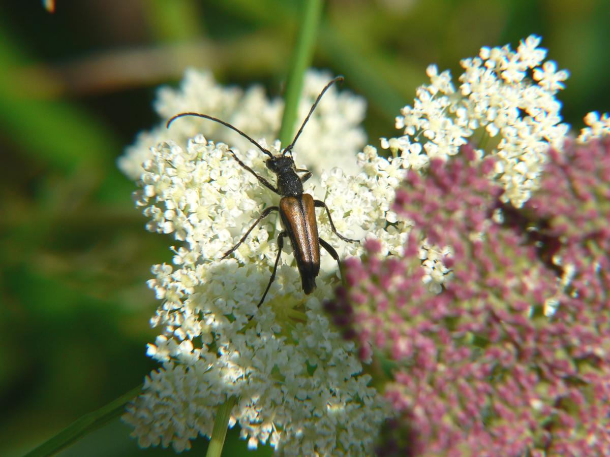 Cerambycidae ? - Anastrangalia dubia ssp. dubia